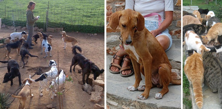 Paros Greece Animal Welfare