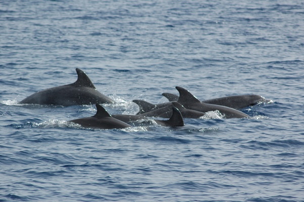 Often dolphins accompany us..